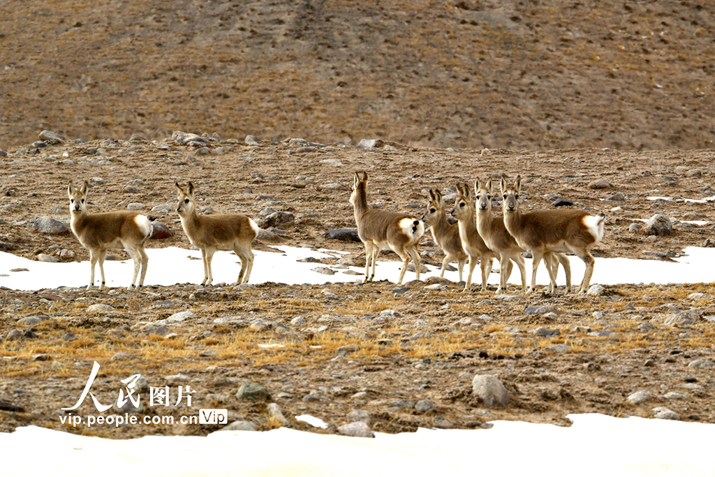甘肃阿克塞：秘境深处的哈尔腾草原【5】
