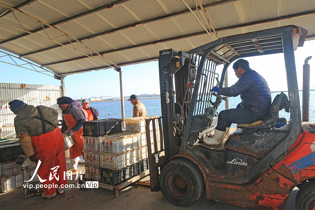 山东荣成：捕捞海参【5】