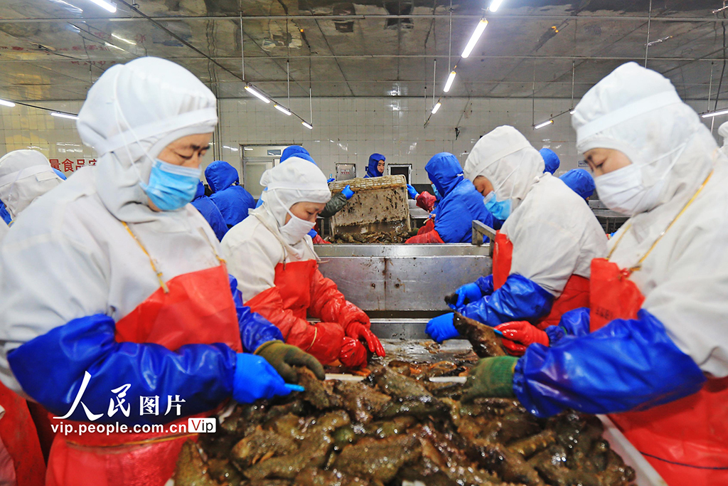 山东荣成：捕捞海参【6】