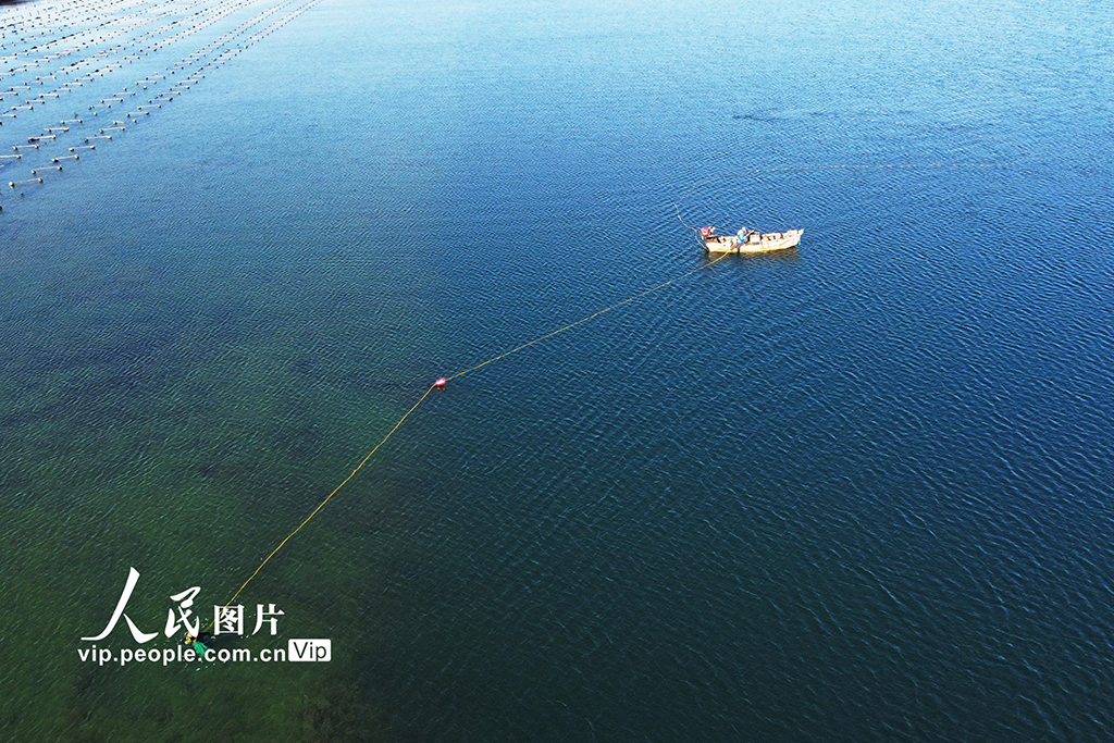 山东荣成：捕捞海参【2】