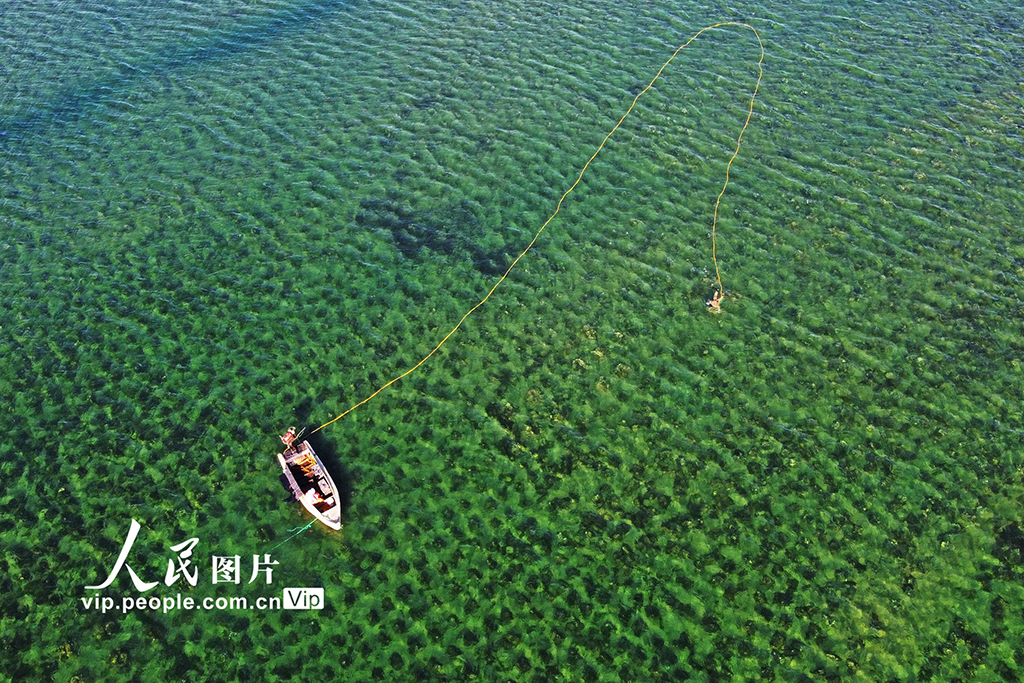 山东荣成:捕捞海参【4】