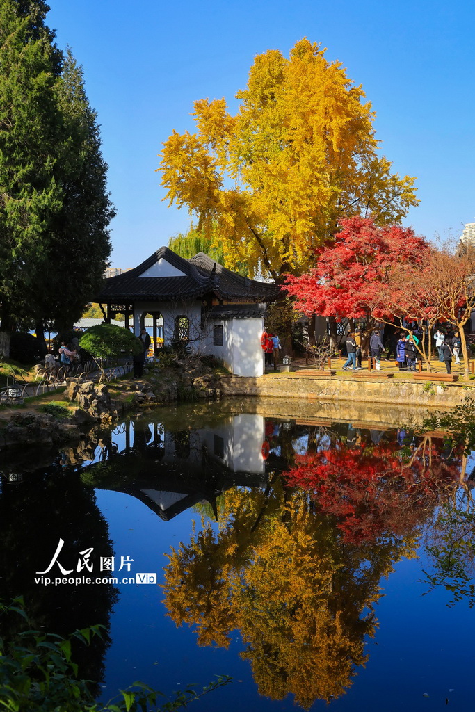 2025年11月28日，游客在南京莫愁湖公园赏景游玩。