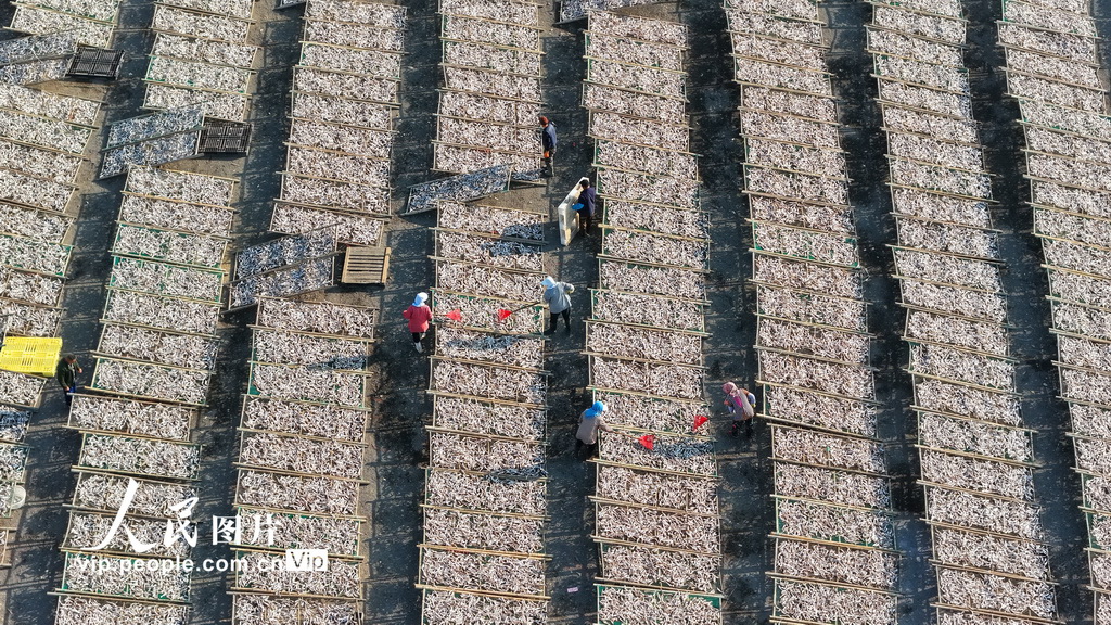 山东日照:沿海开启“晒鲜”模式【2】