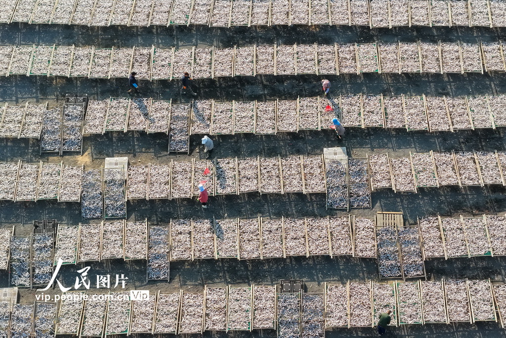 山东日照：沿海开启“晒鲜”模式【3】