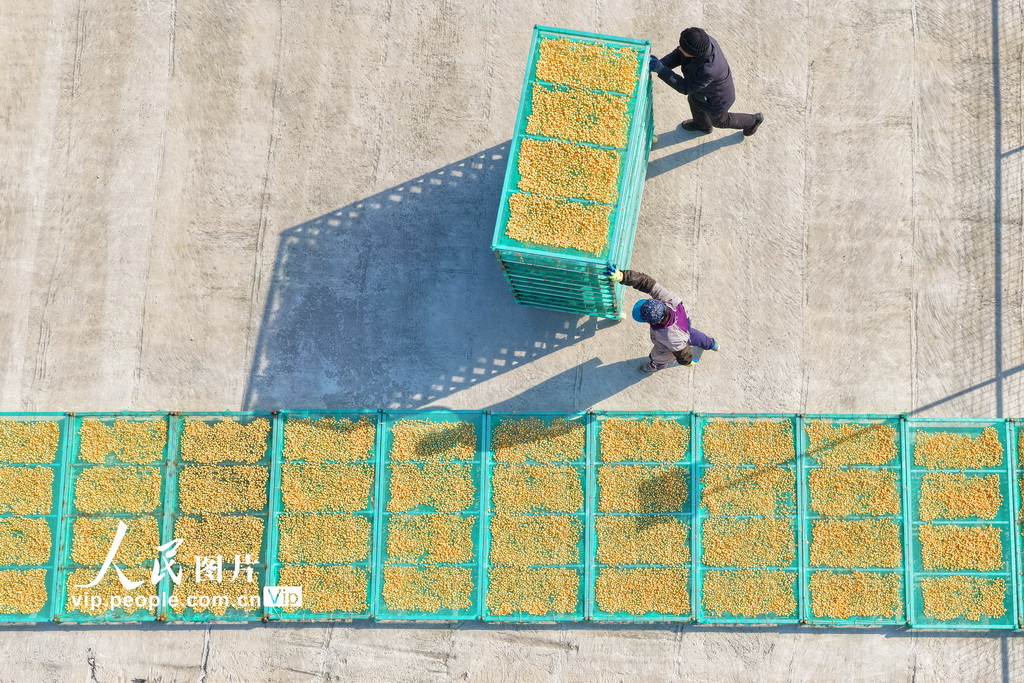 山东日照：沿海开启“晒鲜”模式【4】