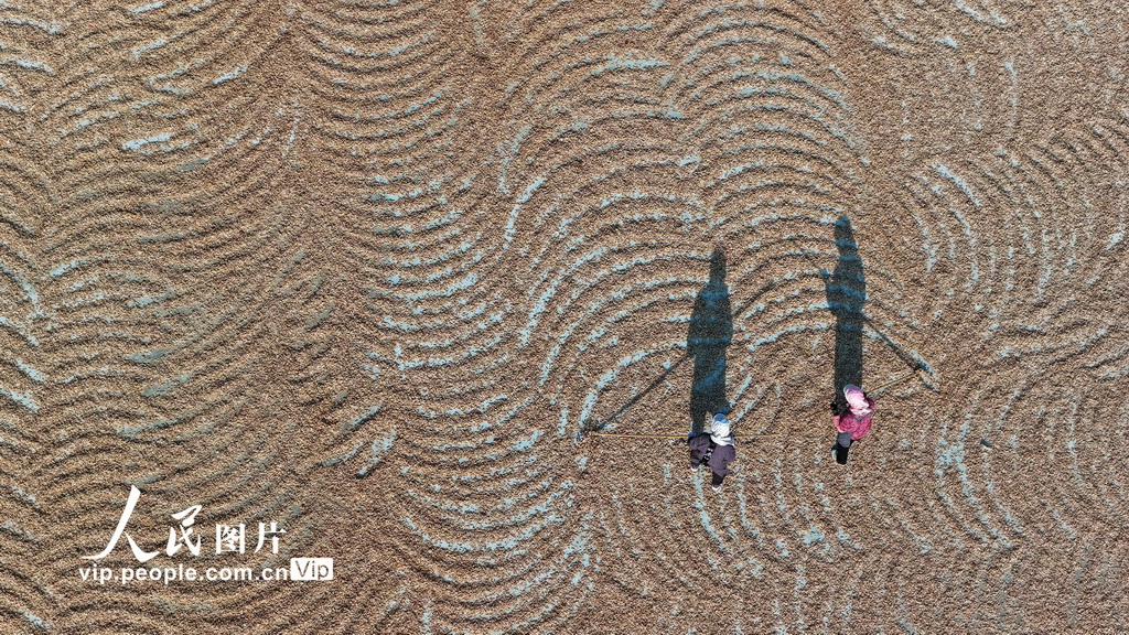 山东日照：沿海开启“晒鲜”模式【5】