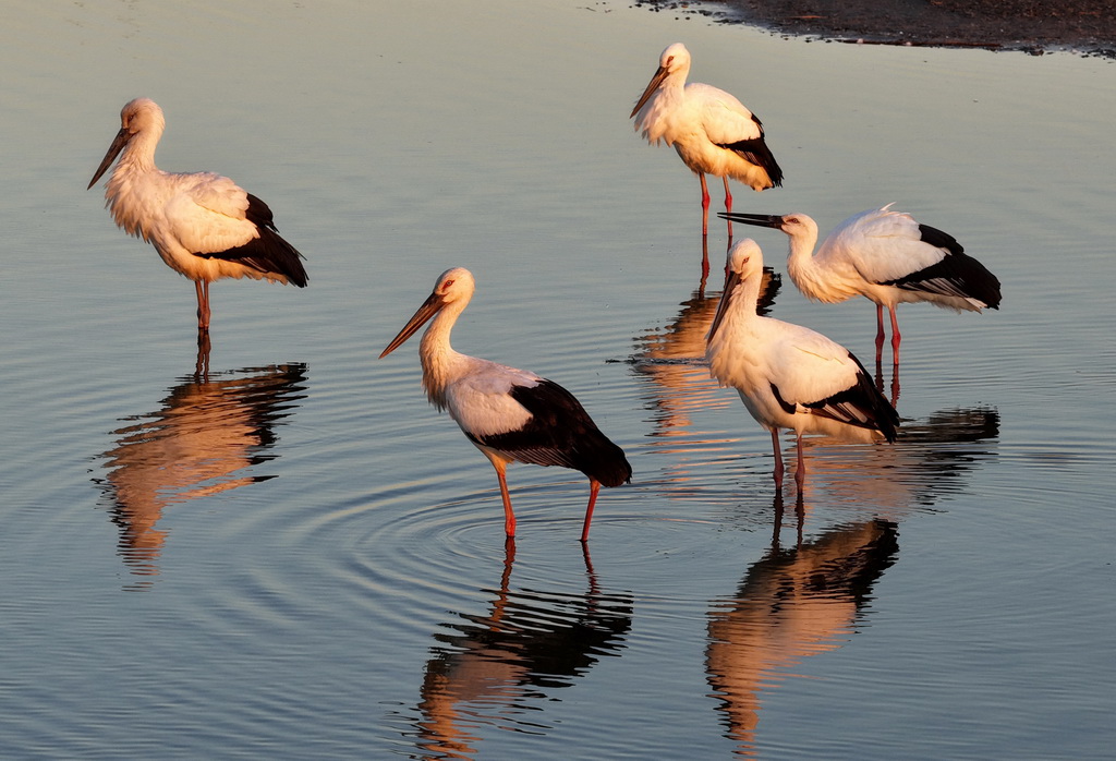 11月30日，东方白鹳在河北省唐山市丰南区沿海湿地水面上觅食（无人机照片）。