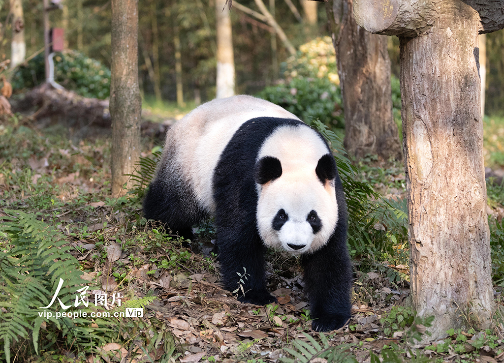 四川都江堰：大熊猫憨态可掬惹人爱【2】