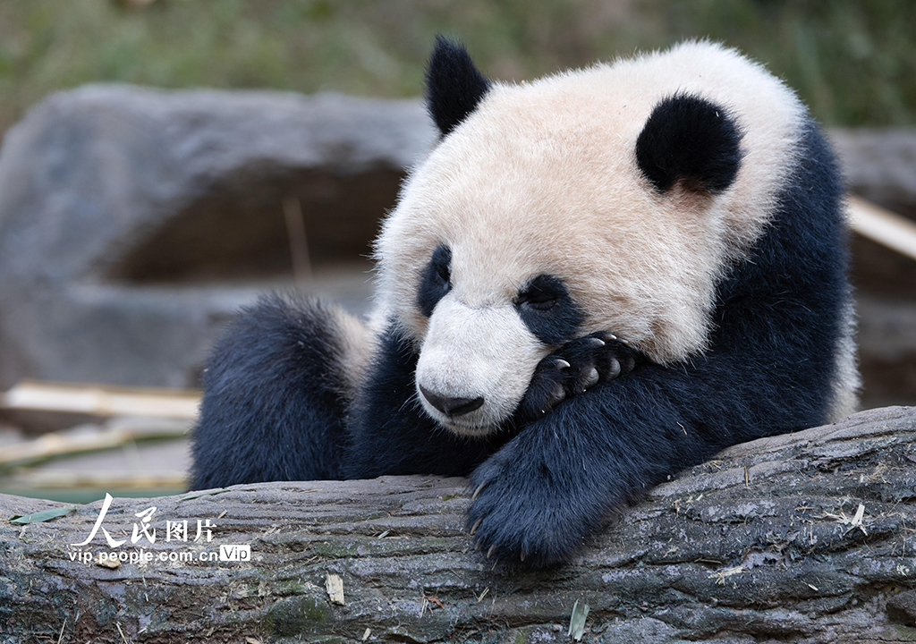 四川都江堰:大熊猫憨态可掬惹人爱【4】