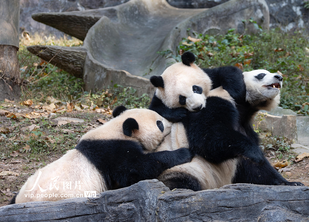 四川都江堰:大熊猫憨态可掬惹人爱【5】