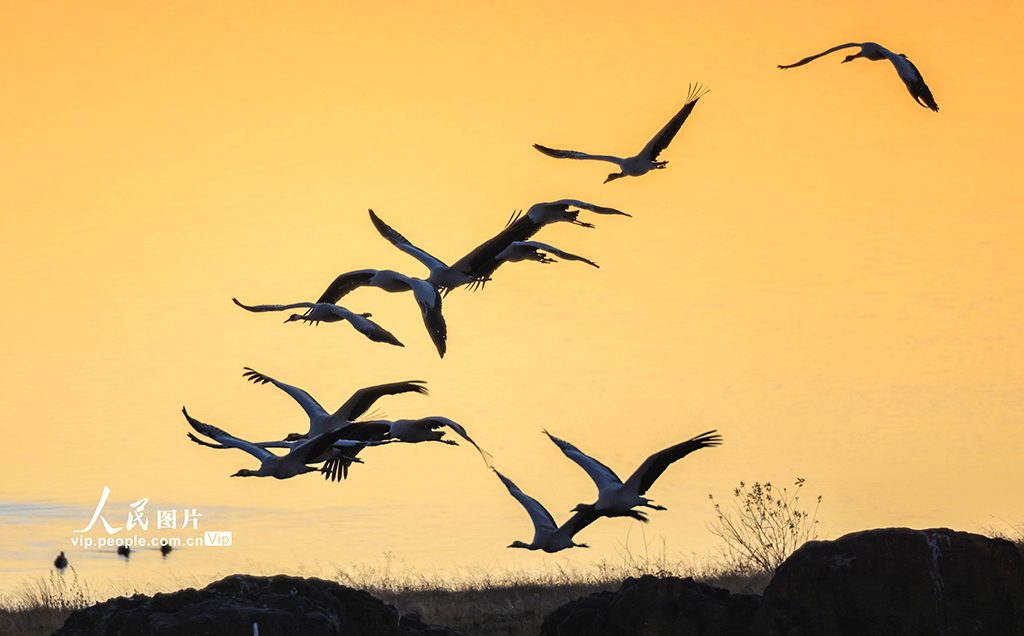 云南昭通:黑颈鹤湿地越冬【3】