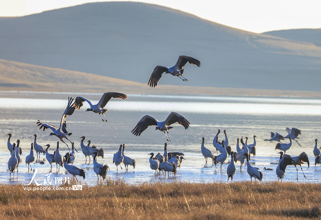 云南昭通:黑颈鹤湿地越冬【4】
