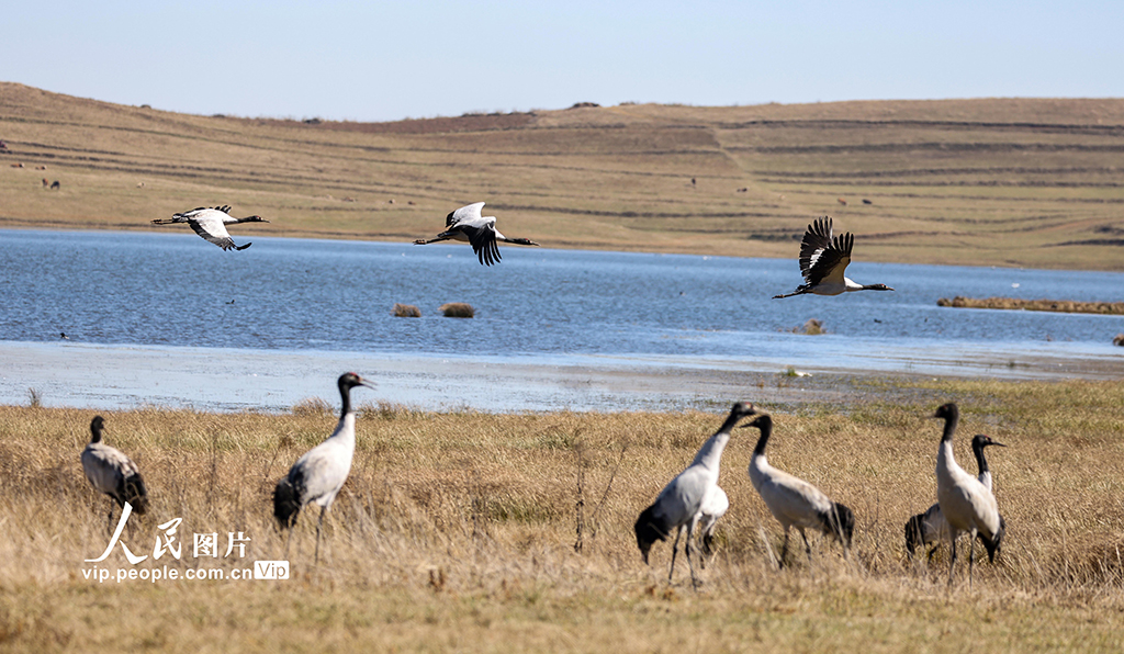 云南昭通:黑颈鹤湿地越冬【5】