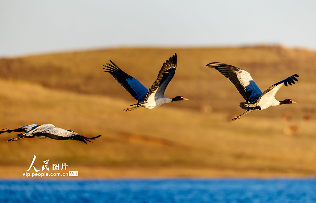 云南昭通:黑颈鹤湿地越冬【7】