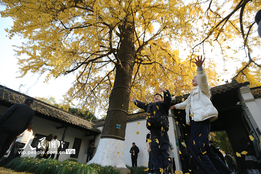 江苏扬州：初冬赏银杏【4】