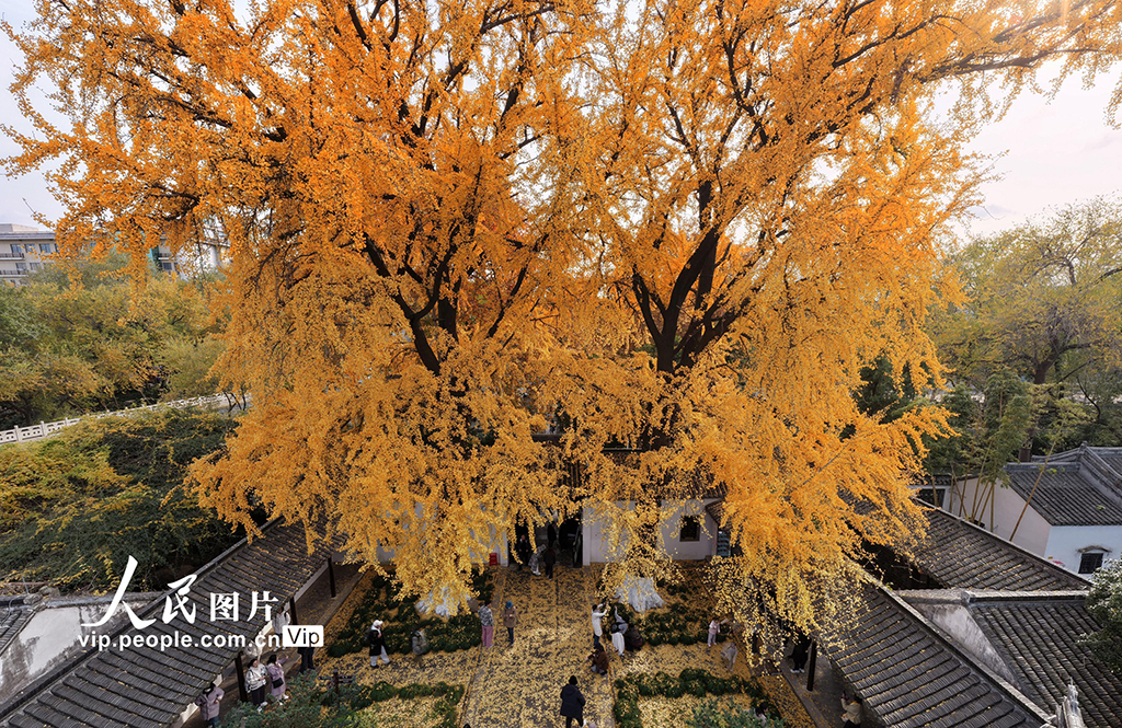 江苏扬州:初冬赏银杏【6】