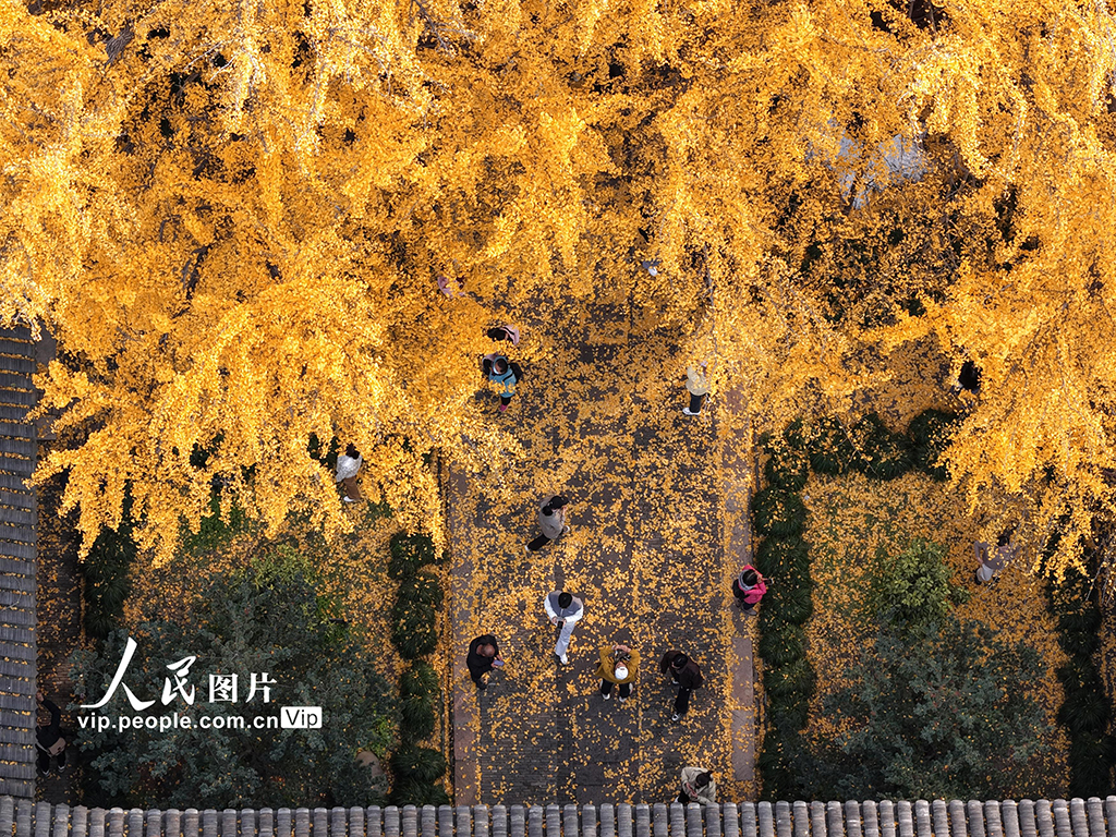 江苏扬州:初冬赏银杏【7】