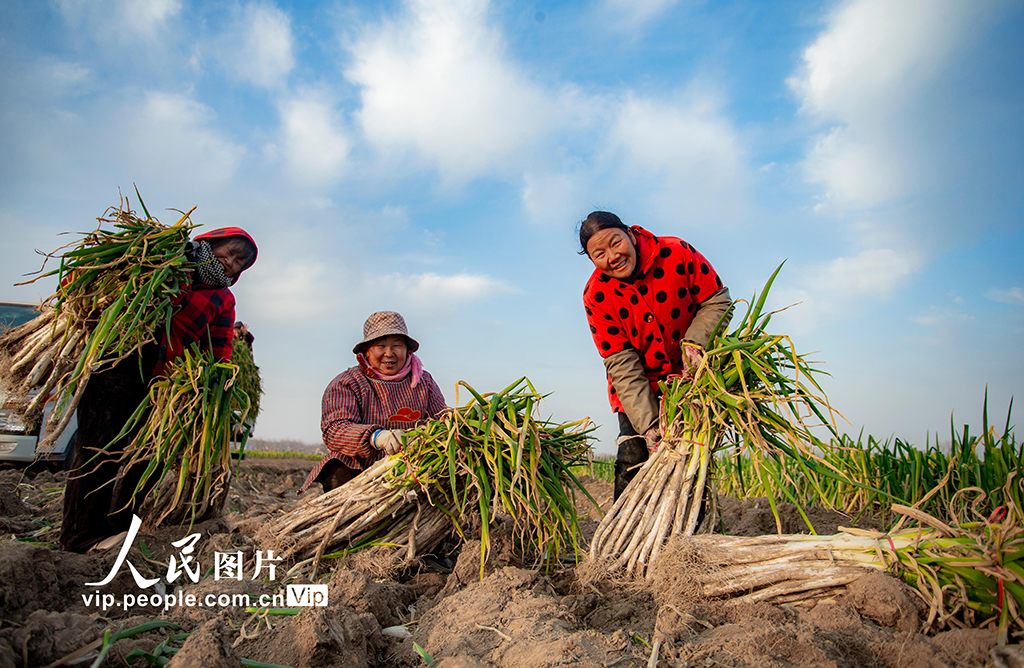 河南宁陵：大葱喜丰收【2】