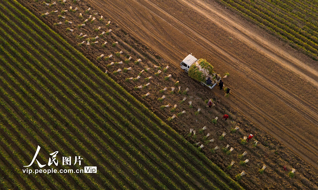 河南宁陵：大葱喜丰收【5】