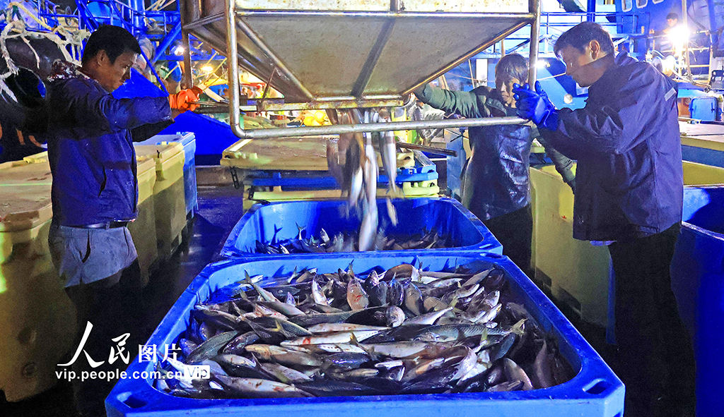 浙江玉环：冬捕丰收鱼满仓【4】