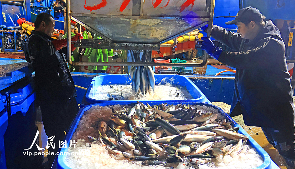 浙江玉环：冬捕丰收鱼满仓【6】