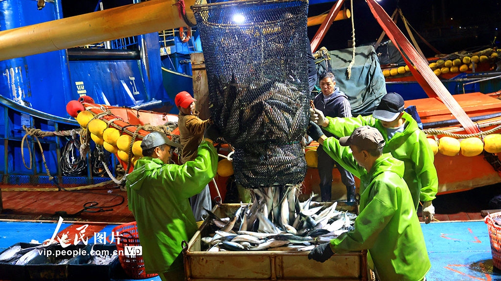 浙江玉环：冬捕丰收鱼满仓【8】