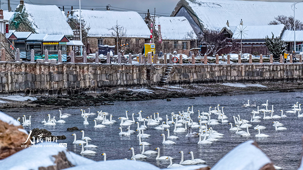 山东荣成：天鹅海湾 雪景如画【3】