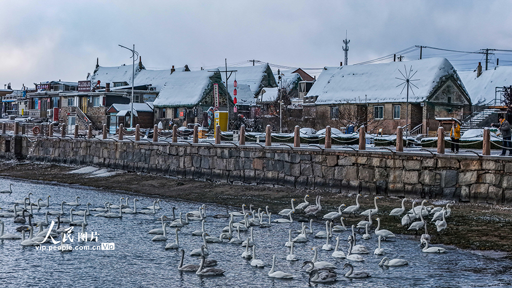 山东荣成：天鹅海湾 雪景如画【4】