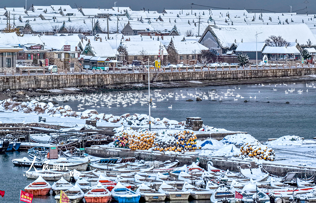 山东荣成：天鹅海湾 雪景如画【5】
