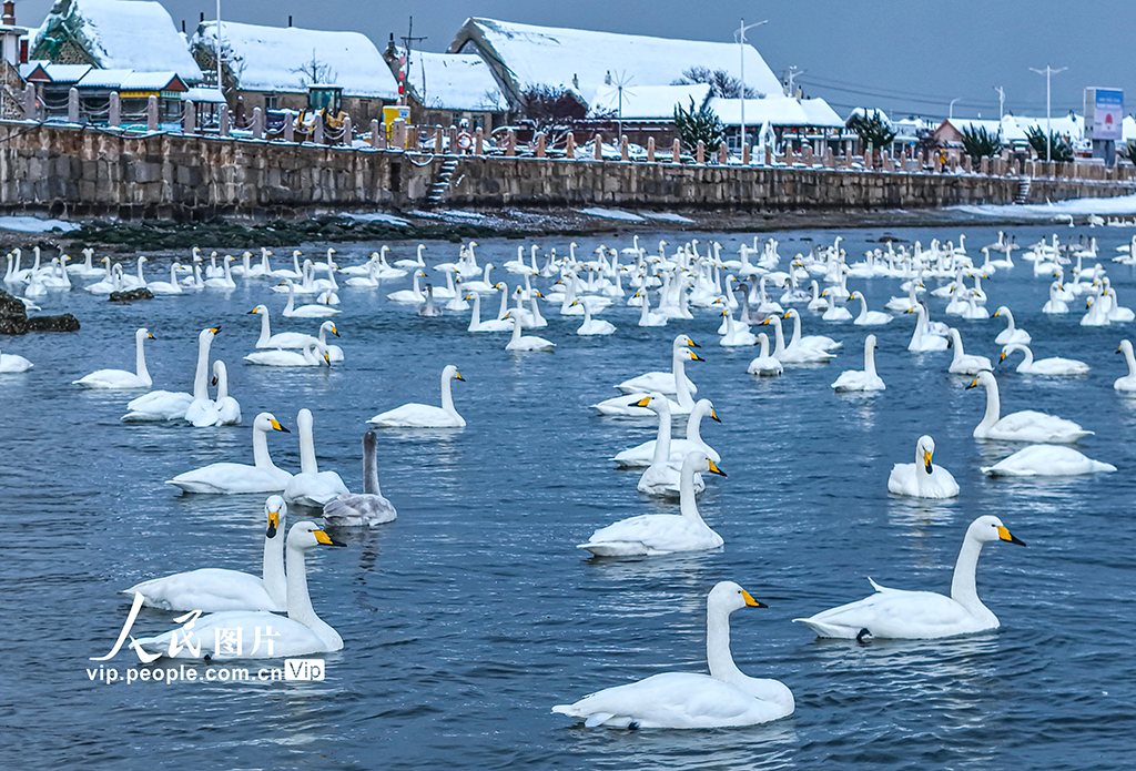 山东荣成：天鹅海湾 雪景如画【2】