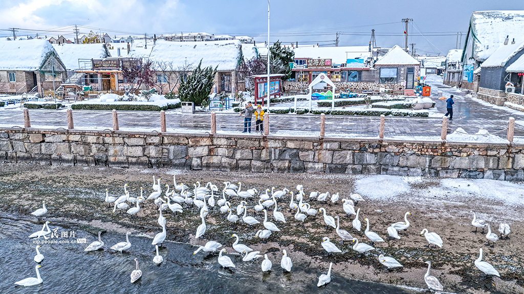 山东荣成：天鹅海湾 雪景如画【6】