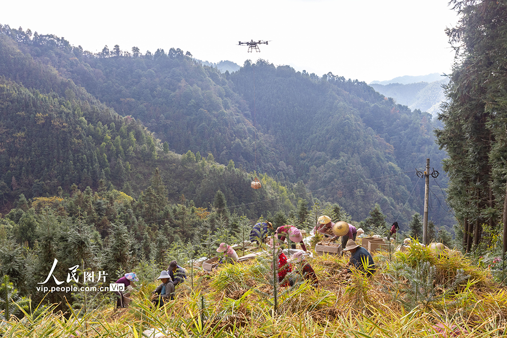 广西蒙山:生姜采收忙【4】