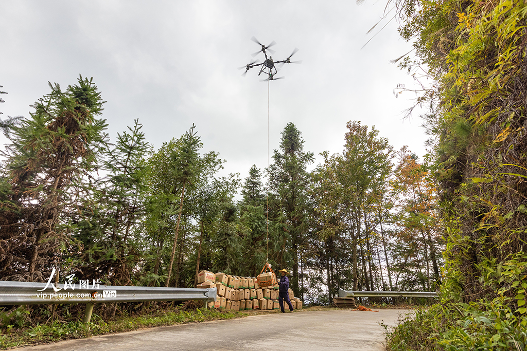 广西蒙山:生姜采收忙【3】