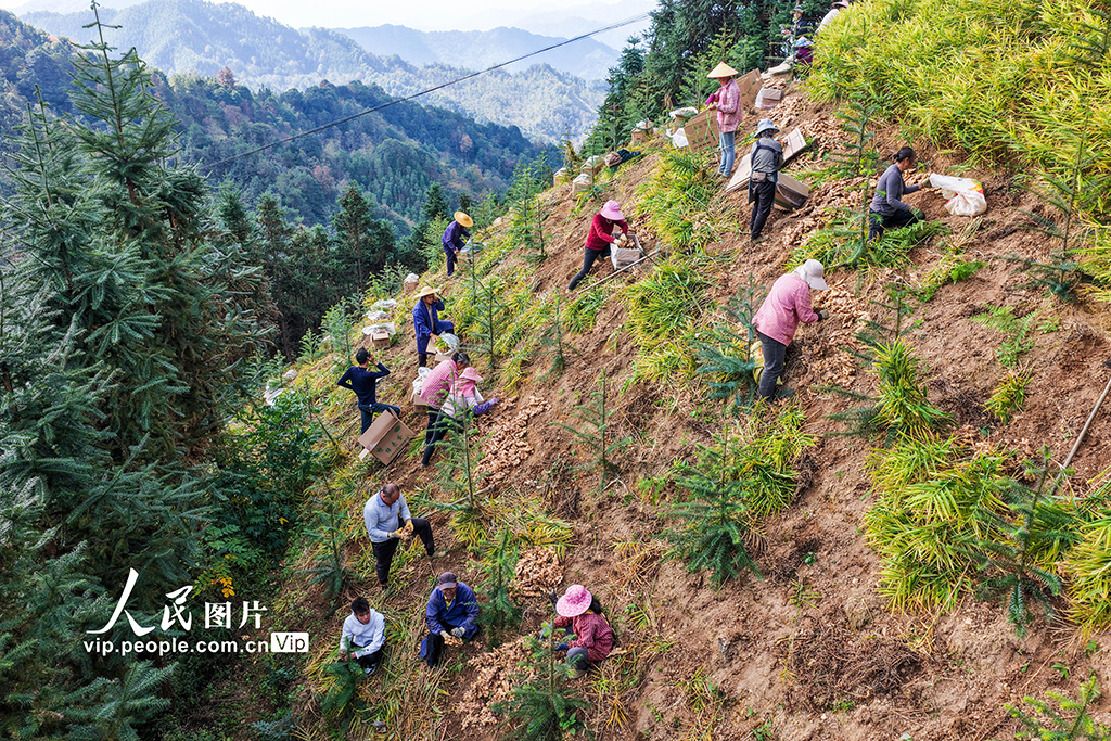 广西蒙山:生姜采收忙【6】