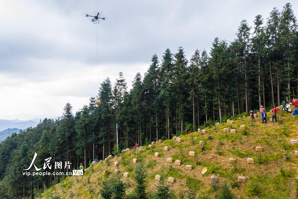 广西蒙山:生姜采收忙【7】