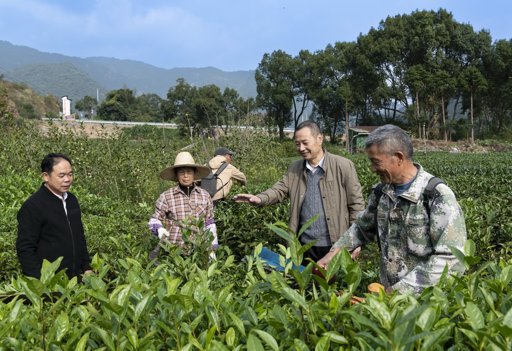 12月3日，福鼎市乡村振兴特聘指导员（右二）在赤溪村有机白茶种植园指导茶农修剪茶树。