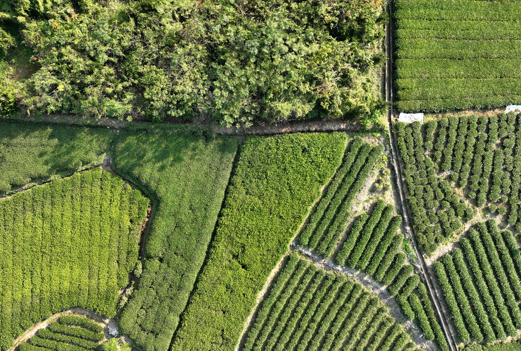 12月2日拍摄的赤溪村白茶种植茶园（无人机照片）。