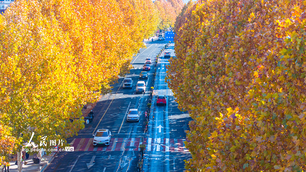 浙江湖州：梧桐大道尽染金黄【2】