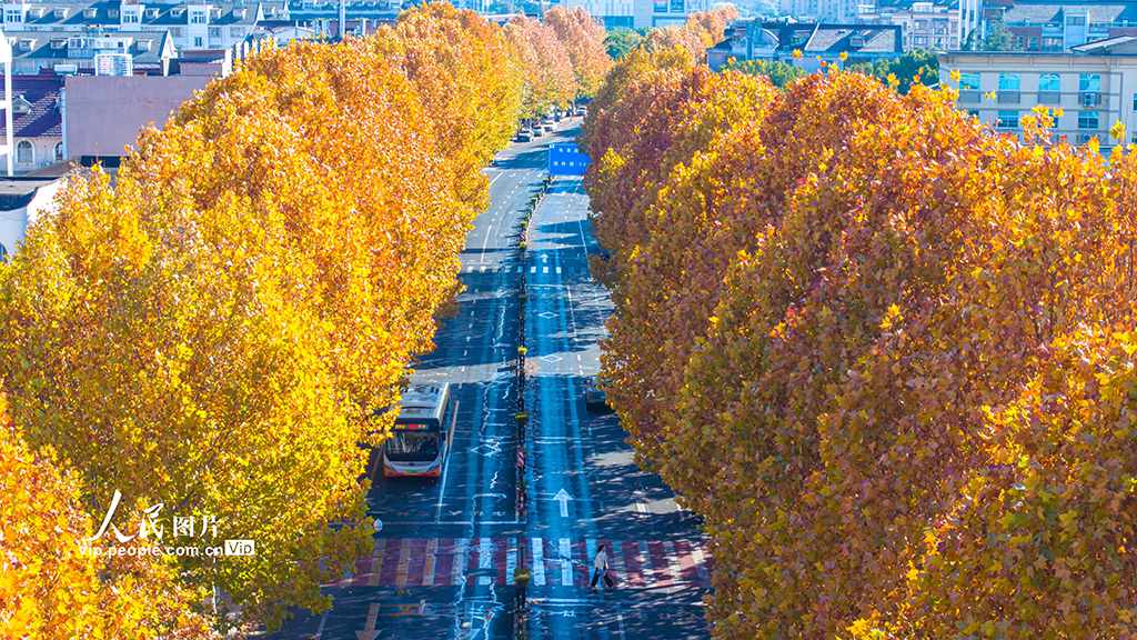 浙江湖州:梧桐大道尽染金黄【3】
