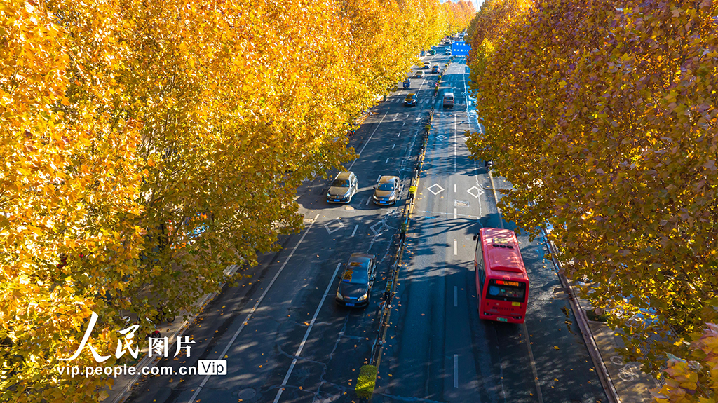 浙江湖州:梧桐大道尽染金黄【5】