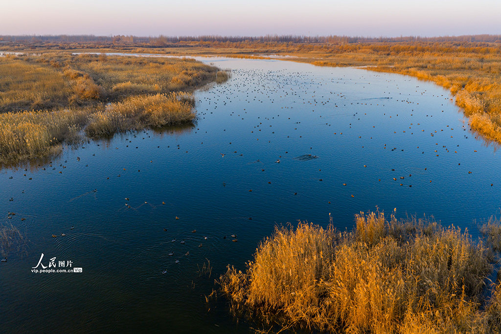新疆泽普:候鸟翔集生态美【4】