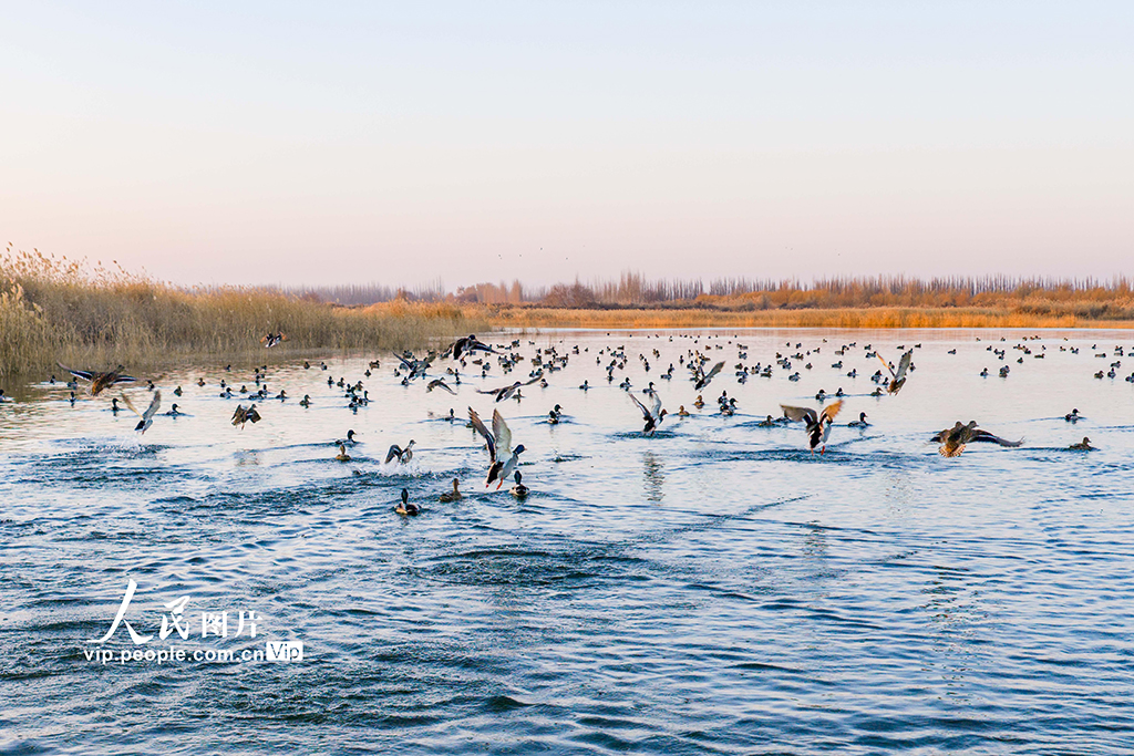 新疆泽普:候鸟翔集生态美【2】