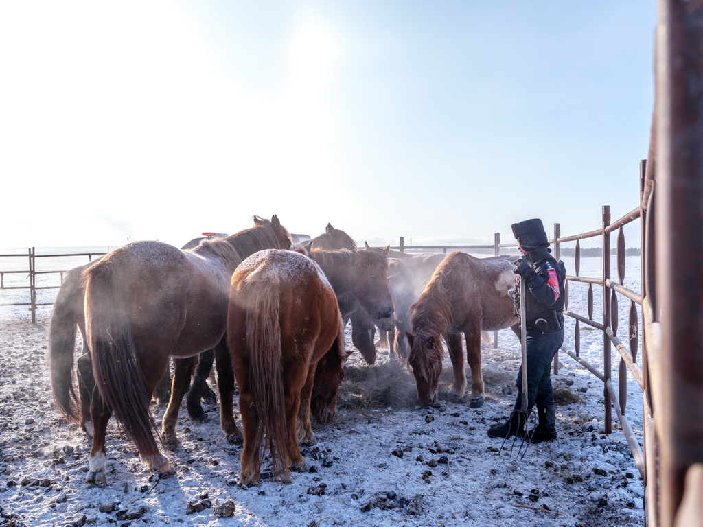 12月2日，在内蒙古呼伦贝尔市陈巴尔虎旗，“海东青”骑警队骑警在马圈中喂马。新华社记者 马金瑞 摄