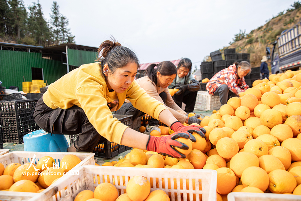 江西宜春:富硒橙采收忙【4】