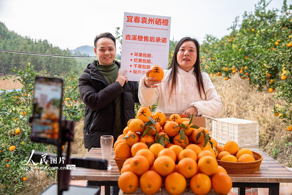 江西宜春:富硒橙采收忙【5】