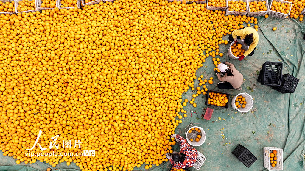 江西宜春:富硒橙采收忙【3】