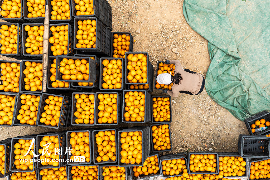 江西宜春：富硒橙采收忙【2】