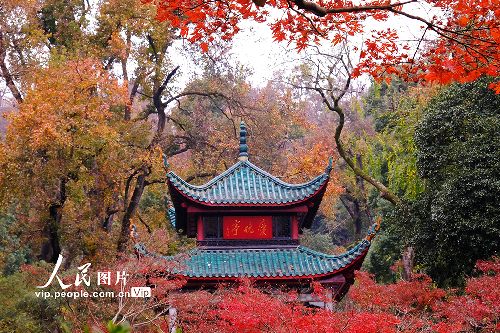 湖南长沙：爱晚亭赏枫【2】