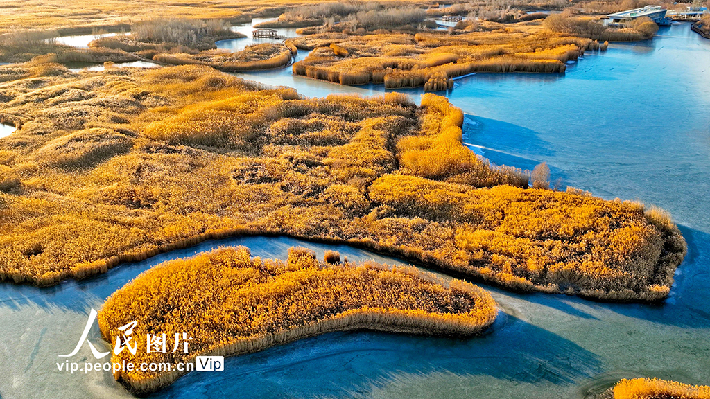 甘肃张掖：湿地披“金” 碧水为镜【5】