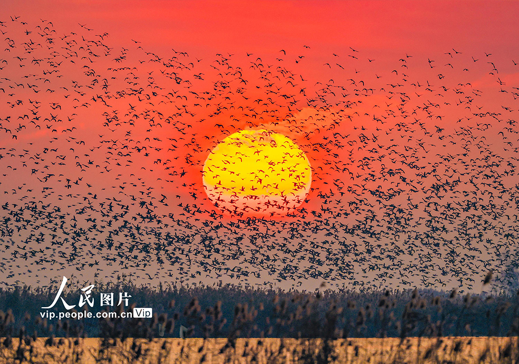 江苏泗洪：数万只花脸鸭飞抵洪泽湖湿地【2】